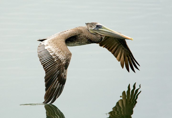 _B080860-1 brown pelican.jpg